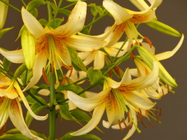 Foto: Dr. Peter Müller